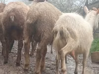 Echki, Saanen goat — 3-rasm