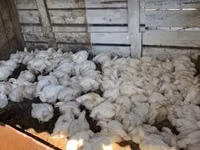 Chickens — foto 1
