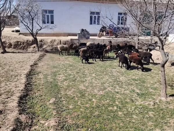 Ovce (šarže, pohlaví neuvedeno), Ovce