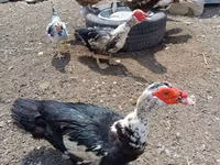 Ducks — ფოტო 3