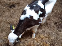 İnək, Russian Black pied cattle — foto 3