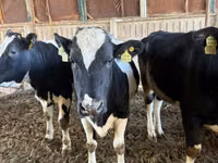 Vaca, Raça Holstein — foto 4