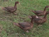 Ducks — photo 3