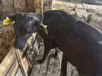 Toro, Raza rojo-moteada — foto 7