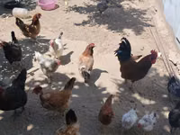 Chickens — zdjęcie 3