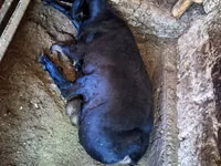 ஆண் ஆடு, Hissar sheep — புகைப்படம் 1