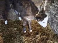 Býk, Simmental cattle — foto 3
