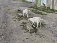 Cabra, Cabras — foto 3