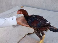 Chickens — Foto 7