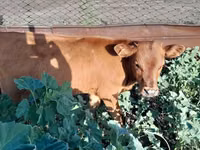 Toro, Ganado vacuno — foto 1