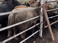 ხარი, Simmental cattle — ფოტო 1