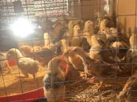 Chickens — foto 1
