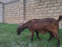 Koza, Alpine goat — zdjęcie 1