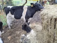 Cattle (batch, sex not specified), Cattle — photo 7