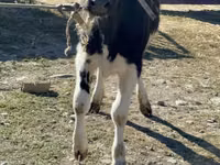 Vache, Race Holstein — photo 1