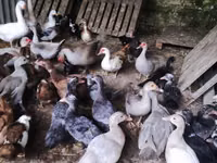 Ducks — foto 7