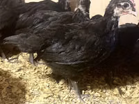 Australian Pit Game fowl — Foto 8
