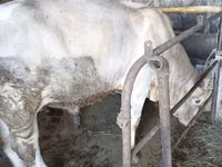 Touro, Swiss cattle — foto 5