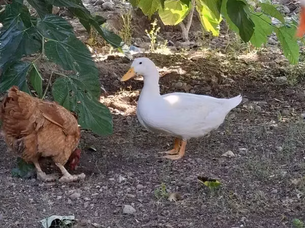 Ducks — Armaniston