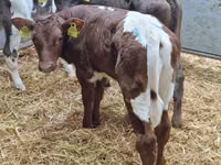 Bovinos (lote, sexo no especificado), Simmental cattle — foto 3