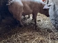 Knur, Świnie — zdjęcie 1