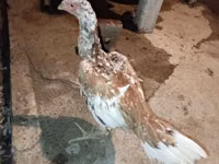 Chickens — photo 2