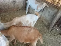 बकरियाँ (लॉट, लिंग निर्दिष्ट नहीं), बकरियाँ — फ़ोटो 1