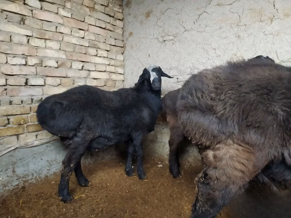Bélier, Hissar sheep