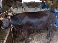 公牛, Aberdeen-Angus — 照片 3
