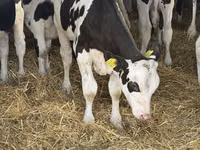 Buqa, Russian Black pied cattle — 6-rasm