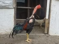 Chickens — zdjęcie 4