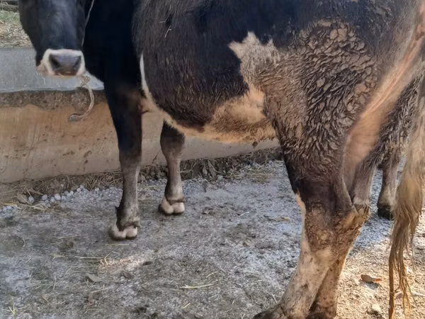 Vaca, Raça Alatau