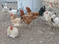 لاكنفيلدر — الصورة 2