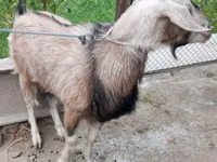 Dişi keçi, Irish goat — foto 2