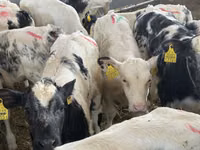 Skot (série, pohlaví neuvedeno), Simmental cattle — foto 4