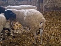 Qoç, Dorper sheep — foto 2