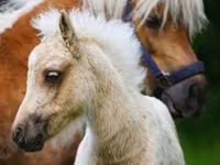 Otlar (partiya, jinsi ko‘rsatilmagan), Shetland Pony — 6-rasm