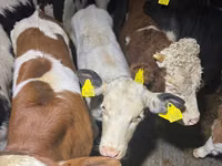 Cattle (batch, sex not specified), Simmental cattle — photo 3