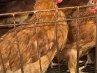 Chickens — 1-rasm