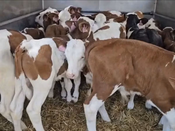 Taureau, Simmental cattle