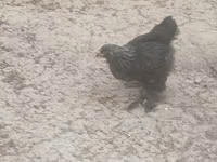 Brahma — foto 3
