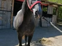 Jument, Chevaux — photo 4