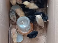 Chickens — zdjęcie 8