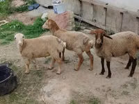 ვერძი, ცხვრები — ფოტო 1