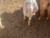 Koza, Nubian Goat — foto 1