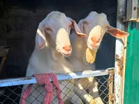 Cabras (lote, sexo no especificado), Beetal goats — foto 2