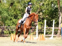குதிரை, Oldenburg horse — புகைப்படம் 1