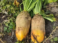 Продаю свеклу — foto 2