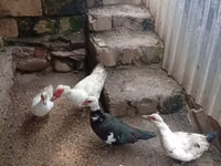 Ducks — ფოტო 1