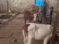 ثور, الماشية — الصورة 2